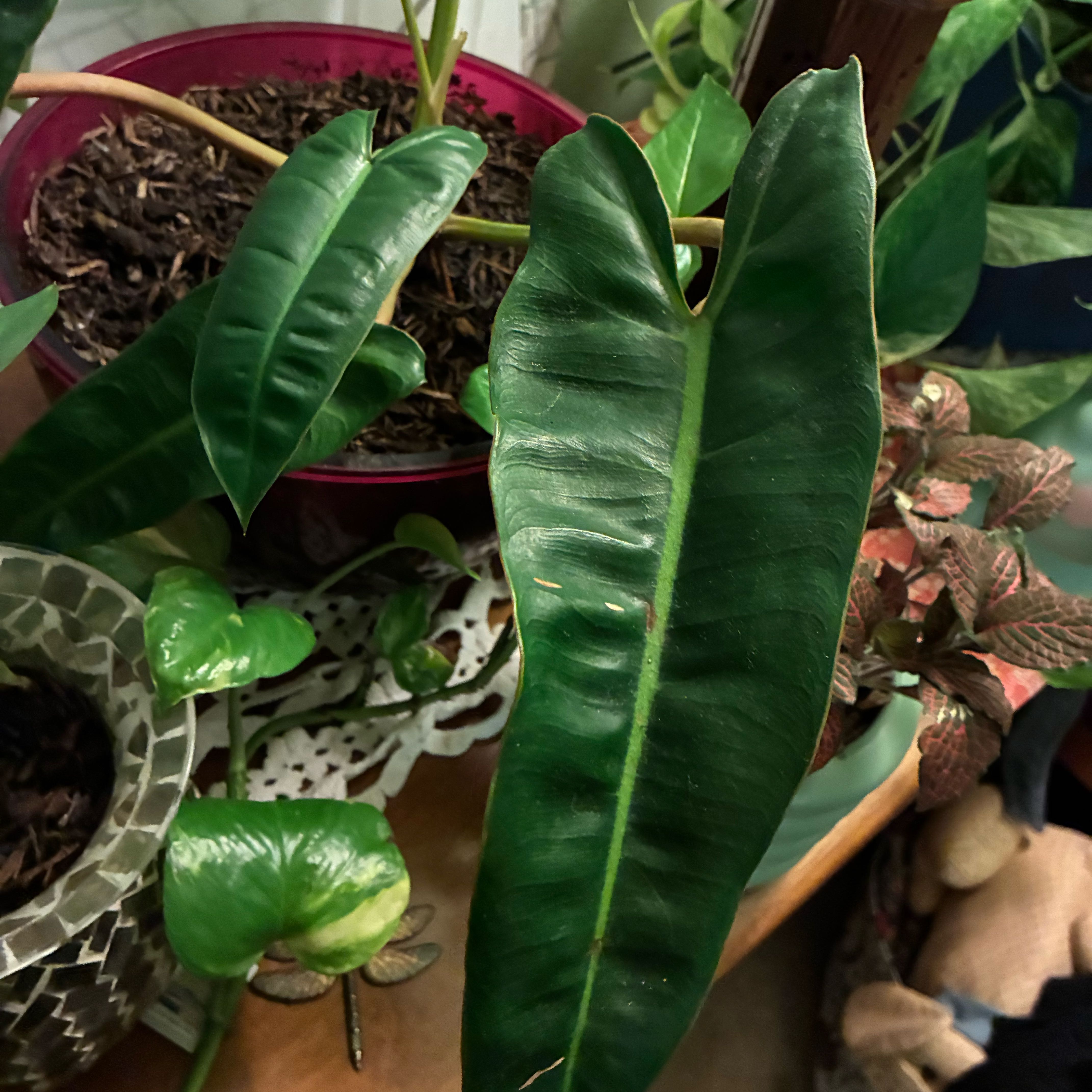 Photo of the plant species Philodendron billietiae by @Shiningmetorite named Girlfrond on Greg, the plant care app
