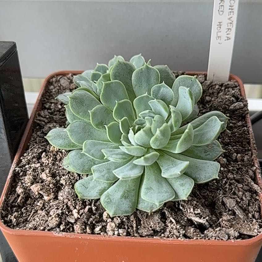 Photo of the plant species echeveria 'Red Hole' by @YeveDutchiris named Scarlet on Greg, the plant care app