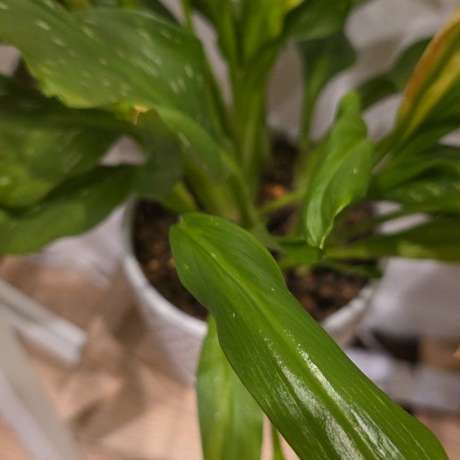 Photo of the plant species Zantedeschia rehmannii by @WorkableYuzu named Foxxy on Greg, the plant care app