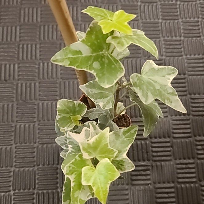 Photo of the plant species Ivy by @HomelyStarlotus named Bella on Greg, the plant care app