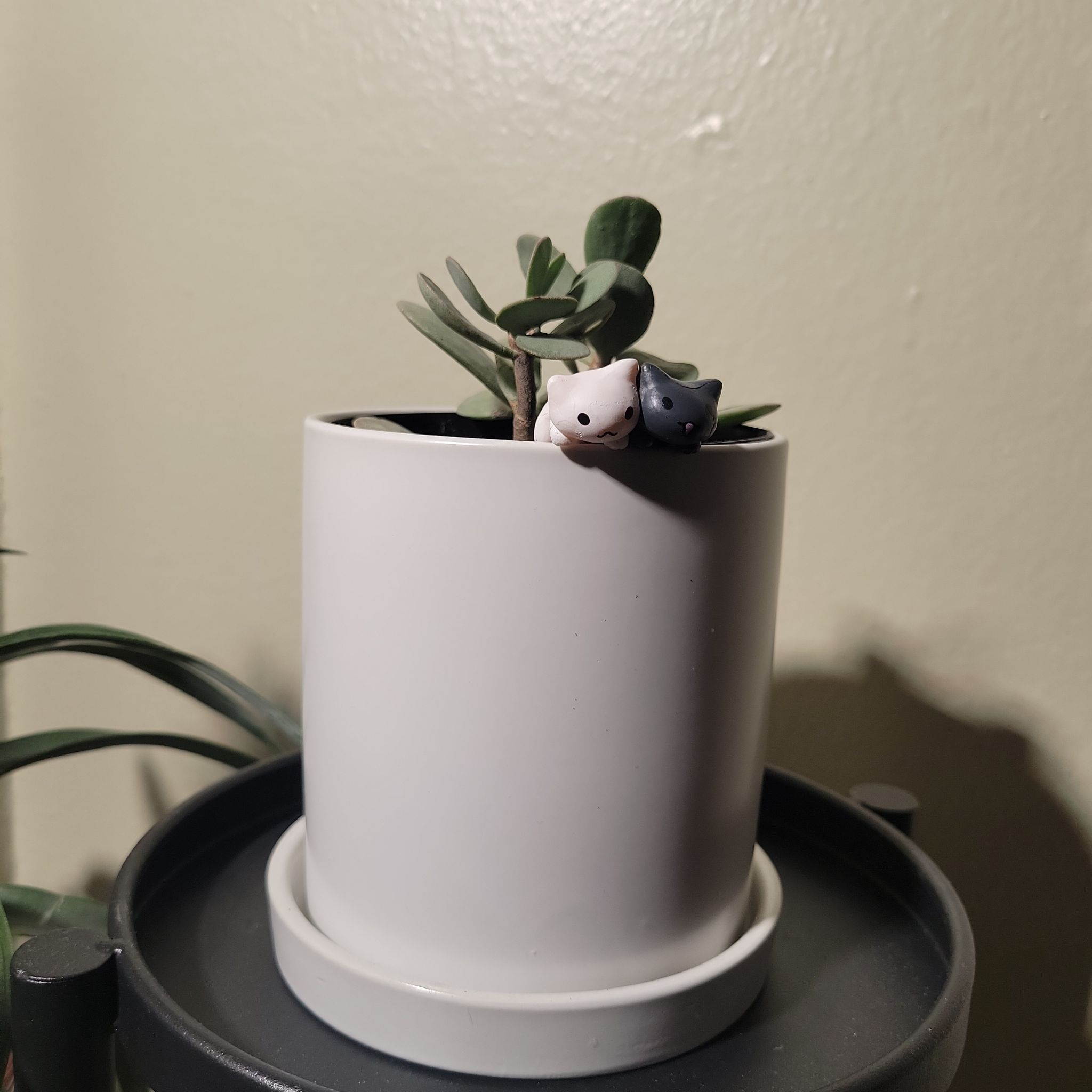 Photo of the plant species Chinese Jade by @PickUpLimes named Nemo on Greg, the plant care app