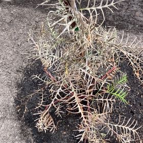 Photo of the plant species White Fir by @FastNorwaymaple named Coco on Greg, the plant care app