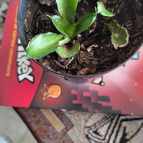 Photo of the plant species Agave demeesteriana by @LeadElephantear named Athena on Greg, the plant care app