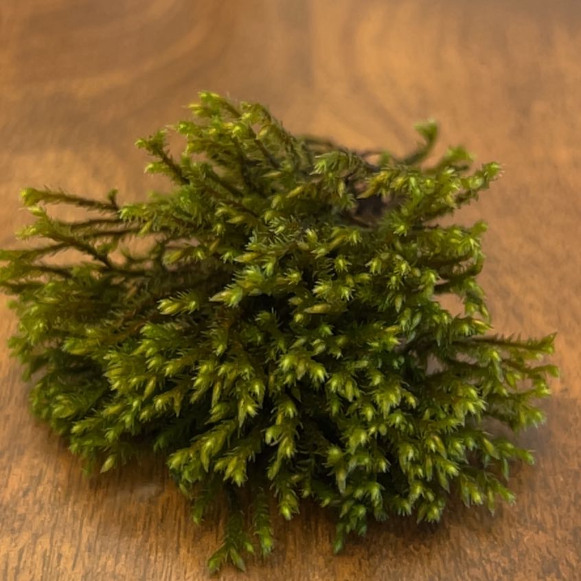 Plant care for Hedwigia mollis on Greg, the plant care app