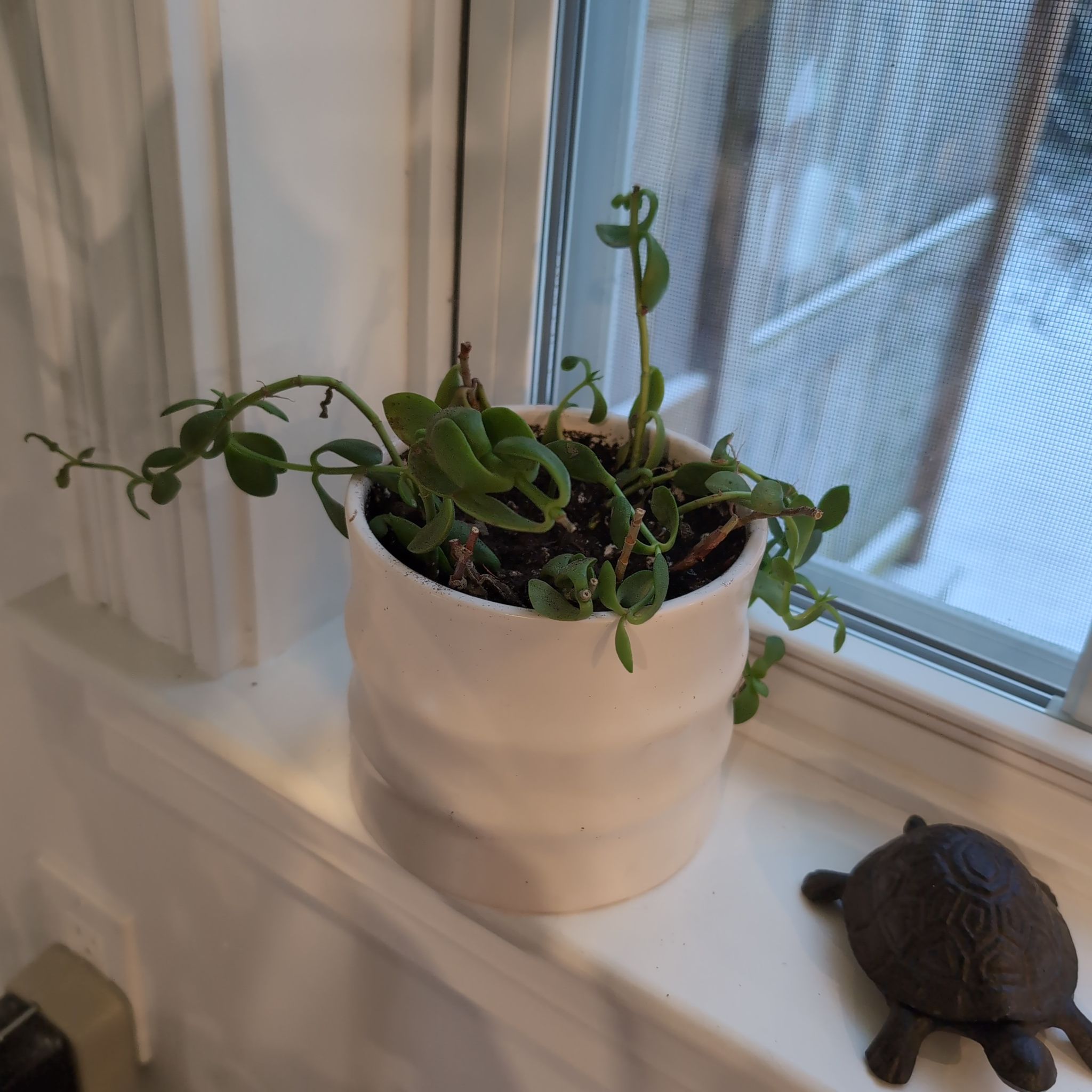 Photo of the plant species Red Carpet Crassula by @Ribbondracaena named Crassula (living room) on Greg, the plant care app