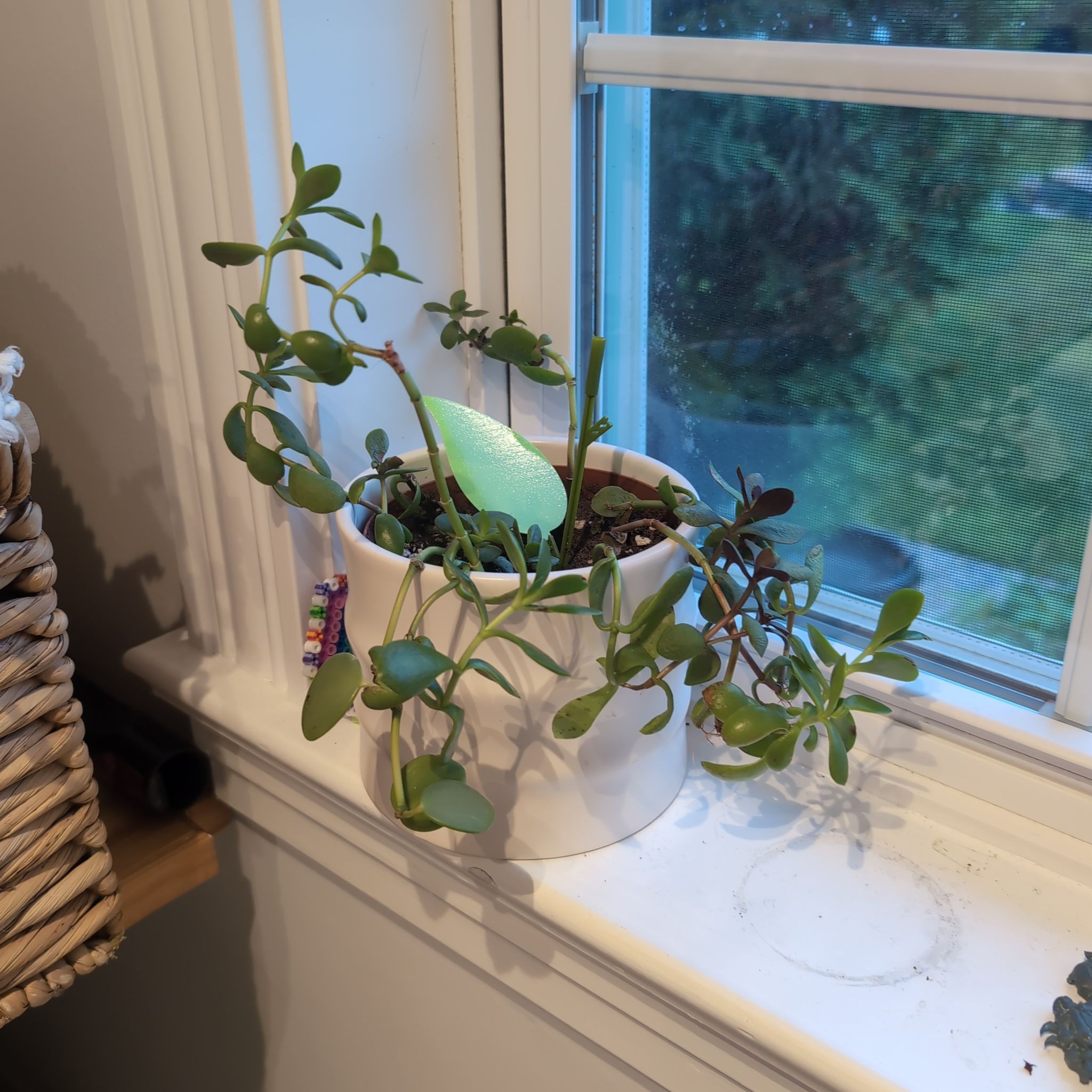 Photo of the plant species Red Carpet Crassula by @Ribbondracaena named Crassula (laundry room) on Greg, the plant care app