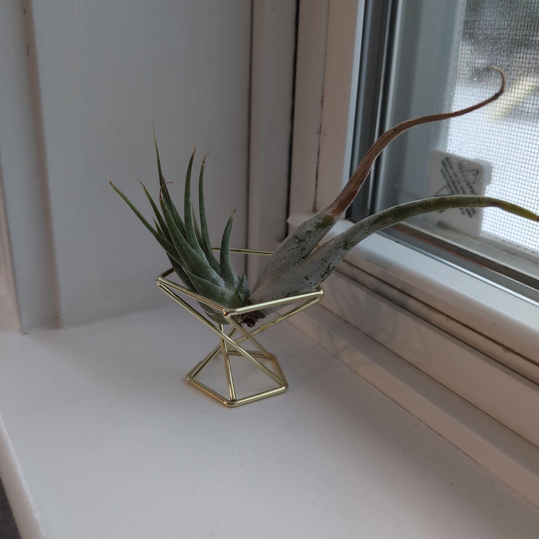 Photo of the plant species Puebla Air Plant by @Ribbondracaena named Air plant (kitchen) on Greg, the plant care app