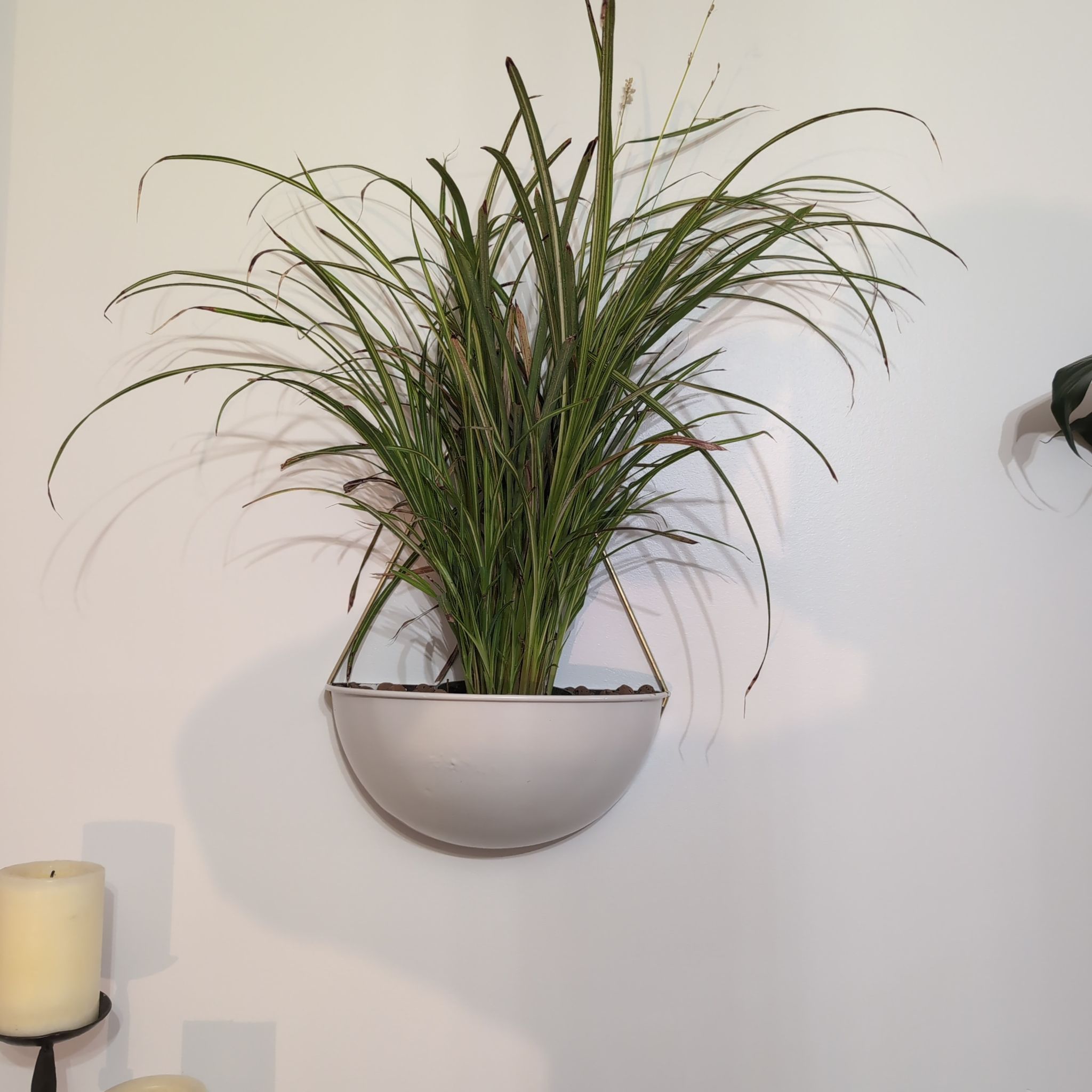 Photo of the plant species Chlorophytum saundersiae by @Ribbondracaena named Spider plant (master bedroom) on Greg, the plant care app