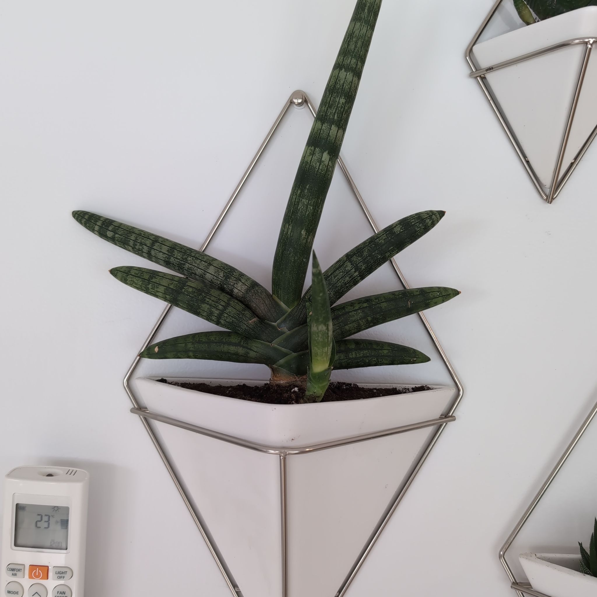 Photo of the plant species Variegated Starfish Snakeplant by @Ribbondracaena named Sansevieria Boncel (kitchen) on Greg, the plant care app