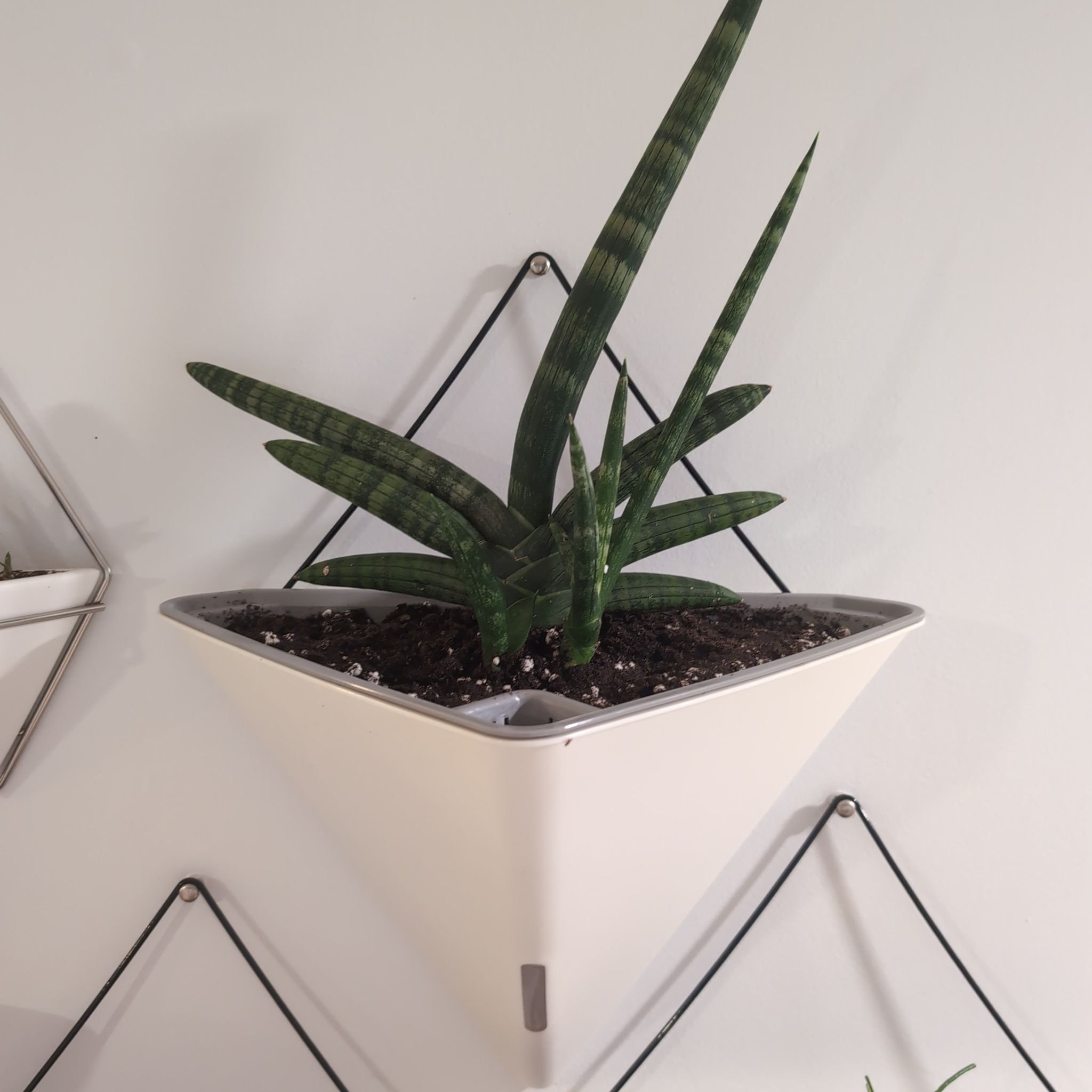 Photo of the plant species Variegated Starfish Snakeplant by @Ribbondracaena named Sansevieria Boncel (kitchen) on Greg, the plant care app