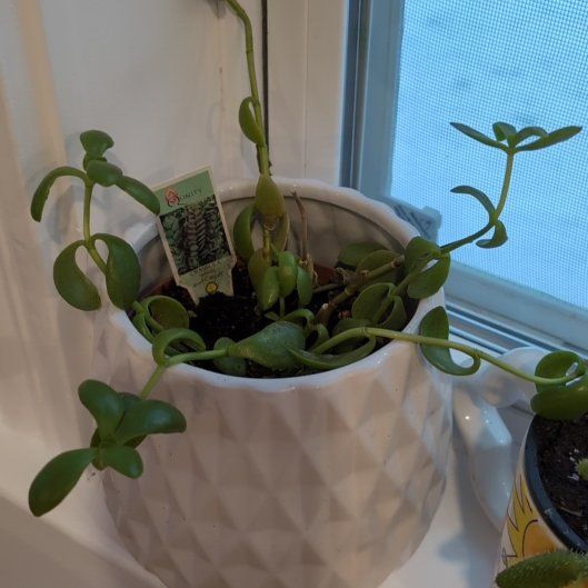 Photo of the plant species Red Carpet Crassula by @Ribbondracaena named Red carpet crassula (kitchen window) on Greg, the plant care app