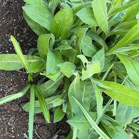Photo of the plant species Mountain Bluet by @BoldCrapemyrtle named Foxxy on Greg, the plant care app