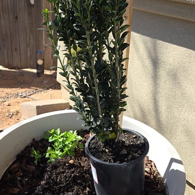 Photo of the plant species Sky Pencil Japanese Holly by @WhizAloekeylime named Queen on Greg, the plant care app