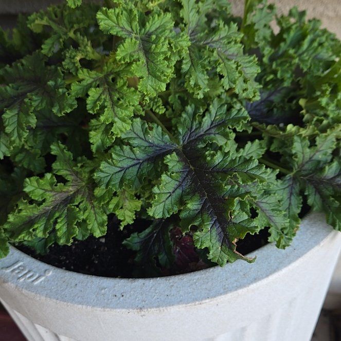 Photo of the plant species Mosquito Shocker Geranium by @WhizAloekeylime named Fernie Mercury on Greg, the plant care app