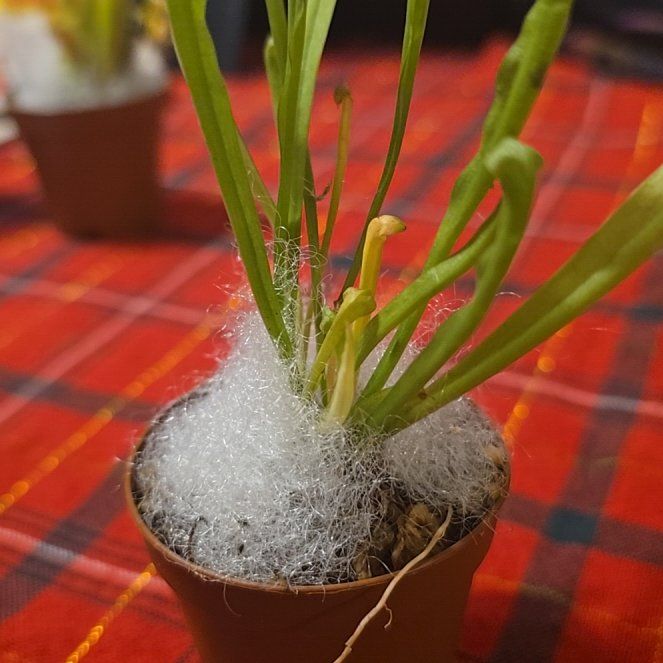 Photo of the plant species Trumpet pitchers by @OptimalCutgrass named Sahara on Greg, the plant care app