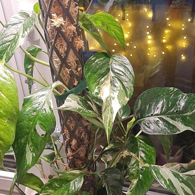 Photo of the plant species Scrambled Egg Sport Pothos by @CaredforRimu23 named Leonardo on Greg, the plant care app