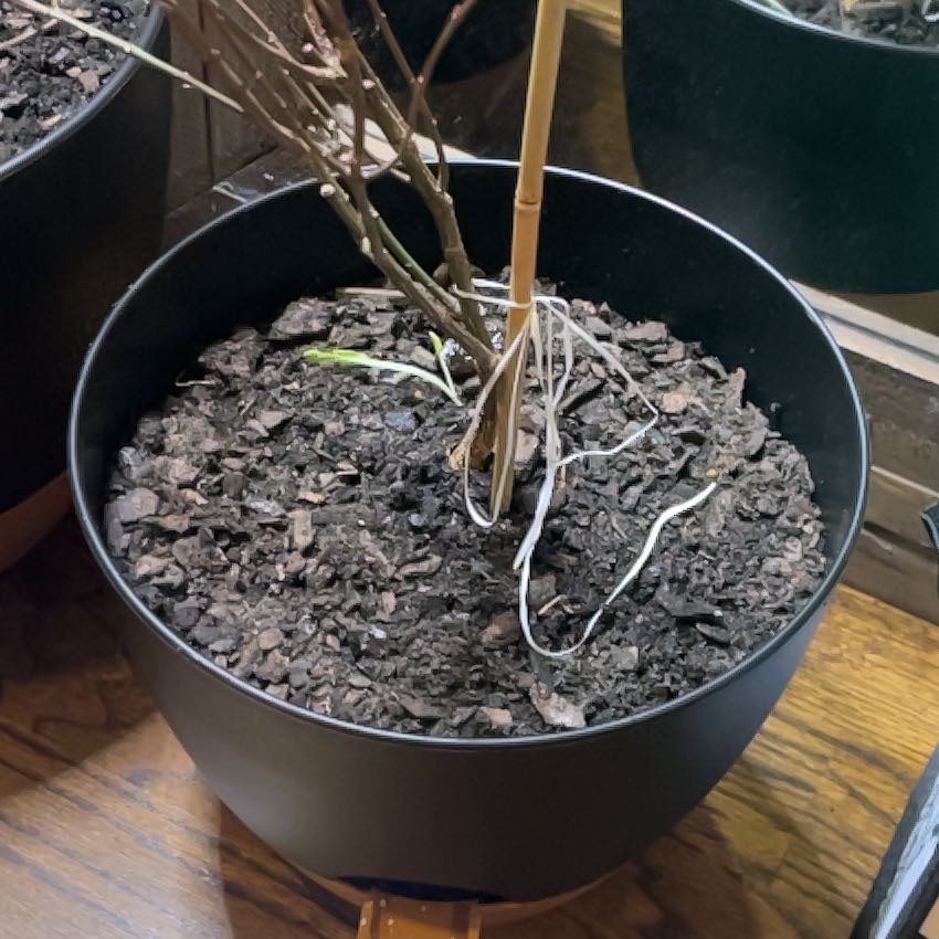Photo of the plant species Dwarf Burning Bush by @DirectorDuranta named Darwin on Greg, the plant care app