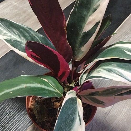 Photo of the plant species Stromanthe sanguinea 'Tricolor' by @BelovedRockweed named Lola on Greg, the plant care app