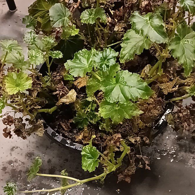 Photo of the plant species Indian Rhubarb by @PlayfulPawpaw8 named Khaleesi on Greg, the plant care app