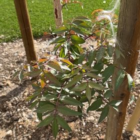 Photo of the plant species Red Push Pistache by @TouchingRedvein named Red Push on Greg, the plant care app