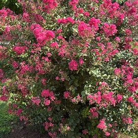 Photo of the plant species Crape Myrtle by Katie named Sage on Greg, the plant care app