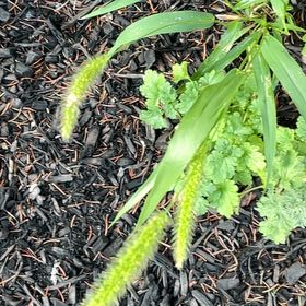 Photo of the plant species Barnyard Grass by @NewBalsam7 named Gaga on Greg, the plant care app