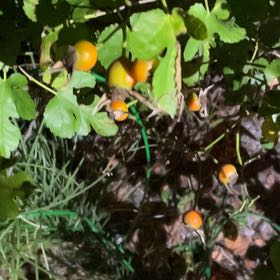 Photo of the plant species Golden Currant by @NewBalsam7 named Spike Leaves on Greg, the plant care app