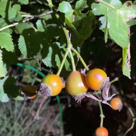 Photo of the plant species Golden Currant by @NewBalsam7 named Taylor Swift on Greg, the plant care app