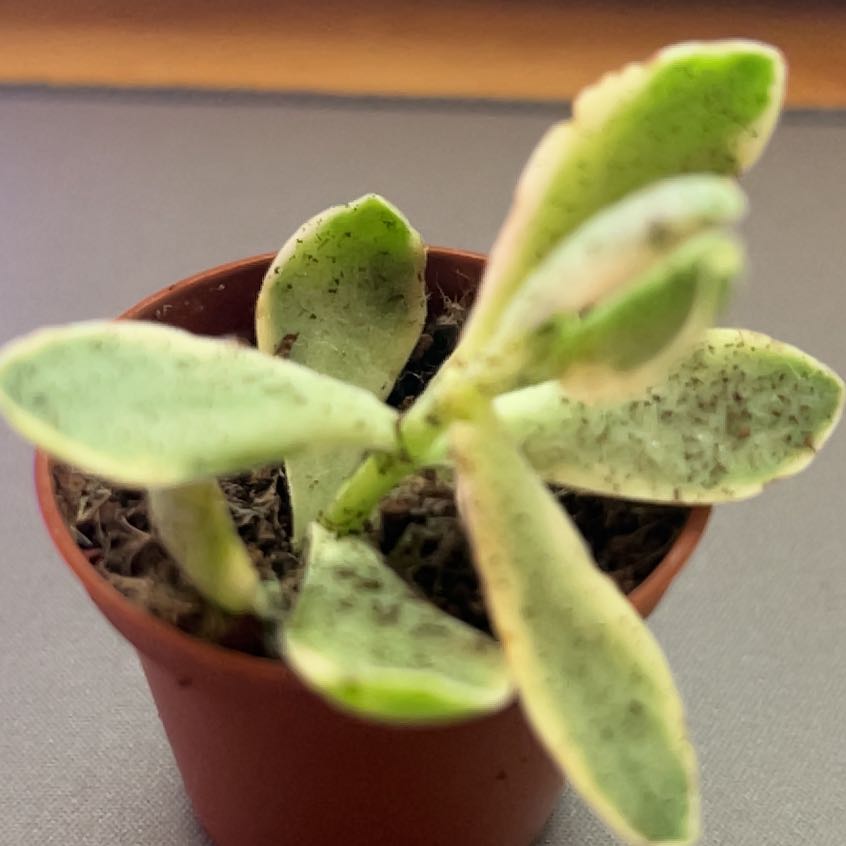 Photo of the plant species desert surprise by @KeenSheepsorrel named Rainier on Greg, the plant care app