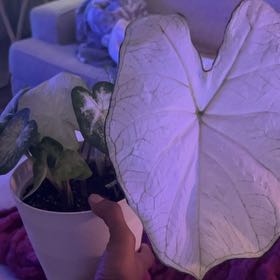 Photo of the plant species Caladium 'Heart to Heart' by @AdmiredBlackgem named da Vinci on Greg, the plant care app