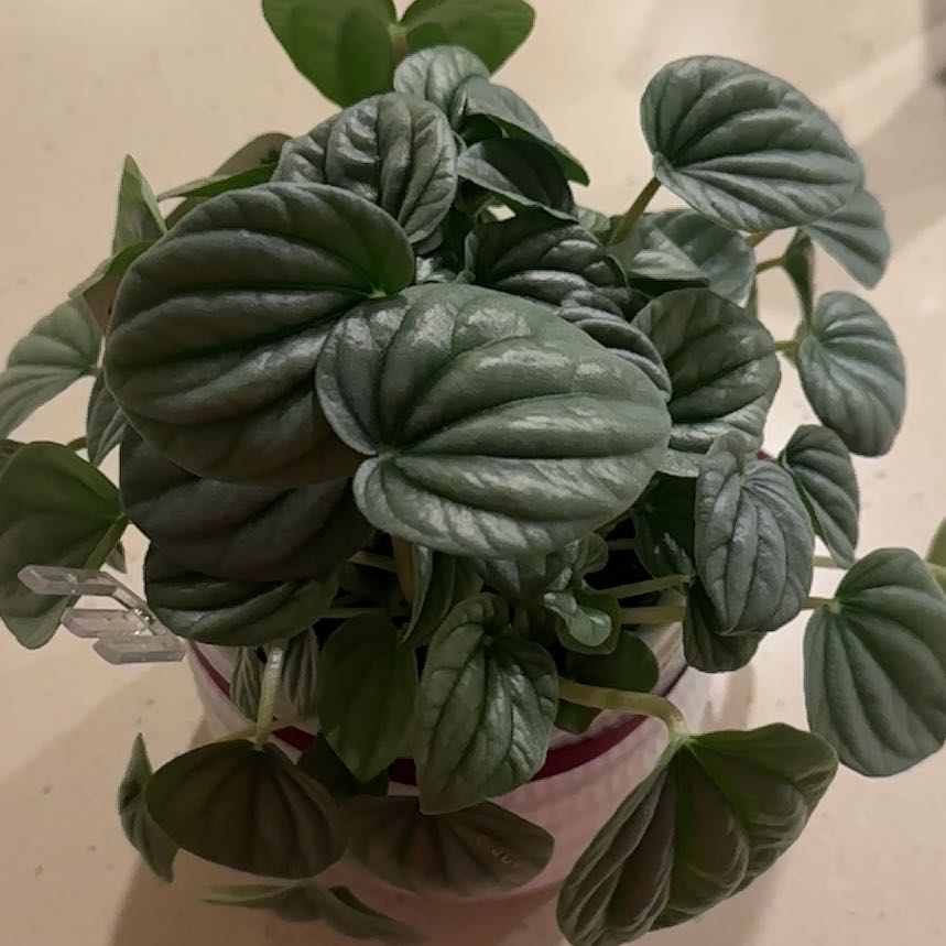 Photo of the plant species Moonlight Peperomia by @SavvyNerveplant named Spike Leaves on Greg, the plant care app