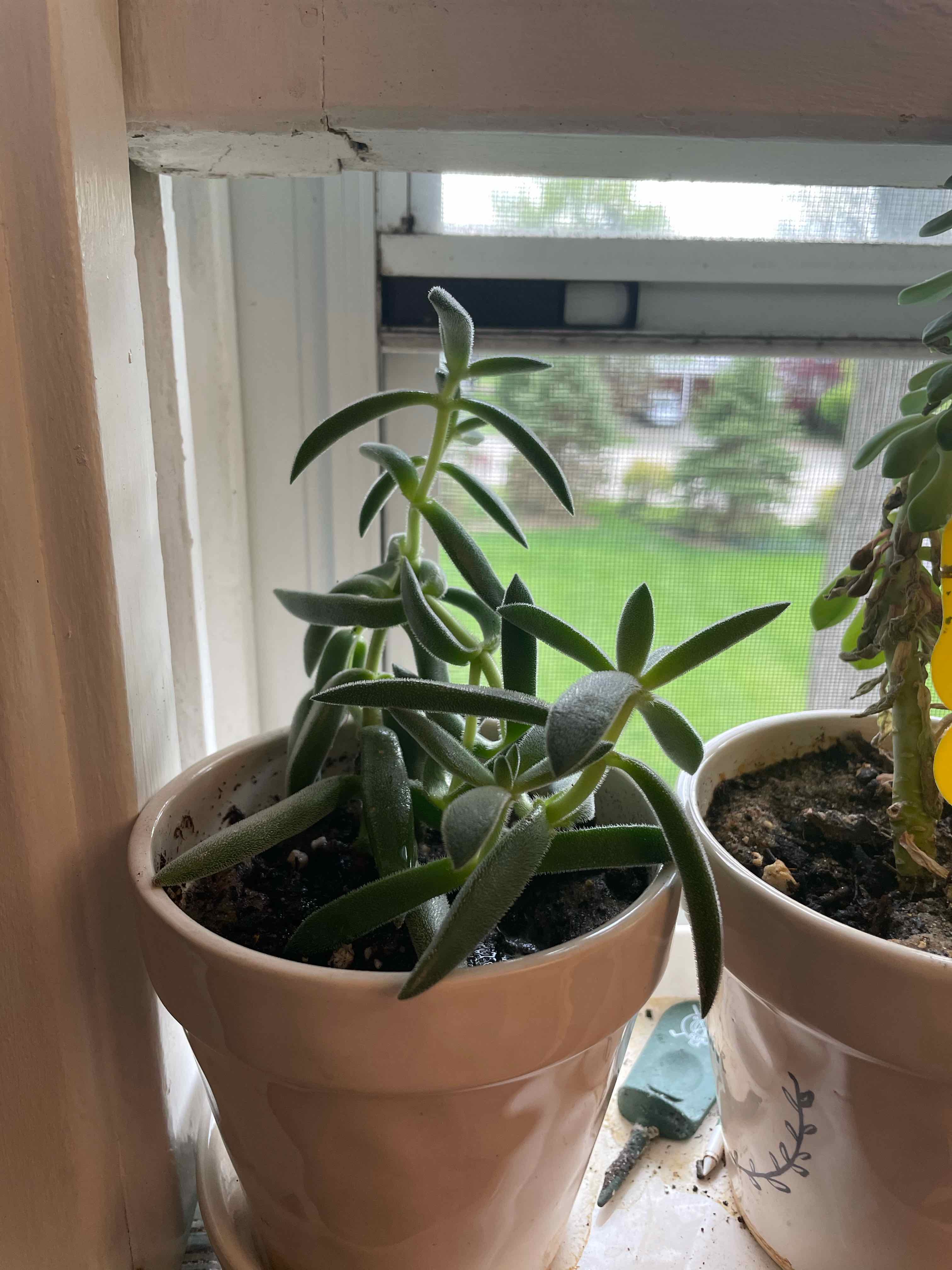 Potted Panda Plant (Kalanchoe tomentosa) on a windowsill, healthy with thick succulent leaves.