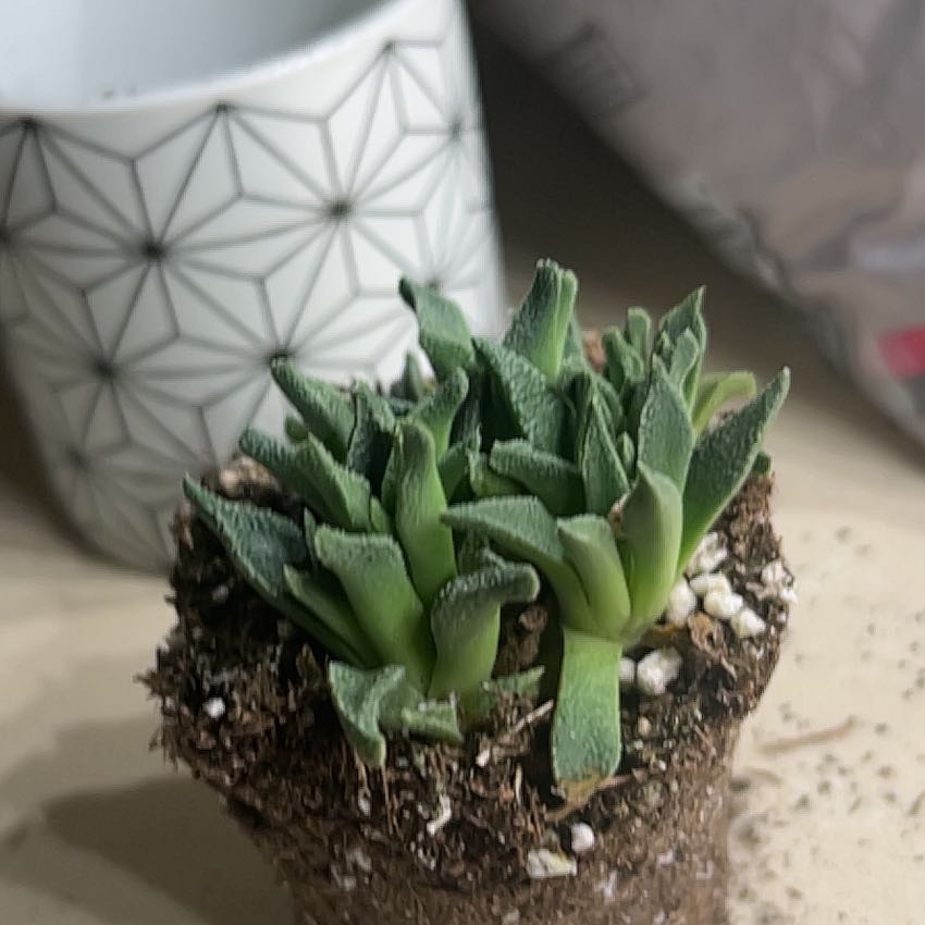 Photo of the plant species Aloinopsis rubrolineata by @UberAloepepe39 named Darwin on Greg, the plant care app