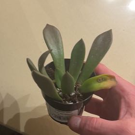 Photo of the plant species Graptoveria 'Juliana' by @UberAloepepe39 named Pax on Greg, the plant care app