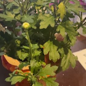 Photo of the plant species Celandine Poppy by @VibrantCliantro named Sigmund on Greg, the plant care app