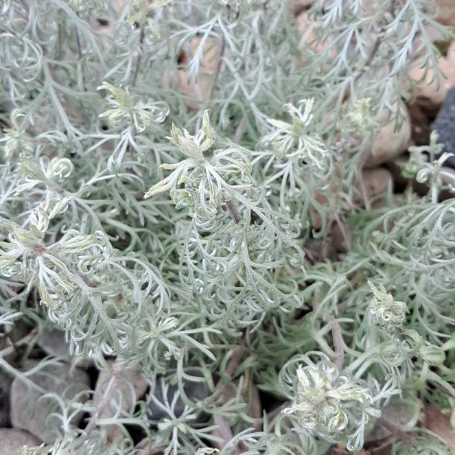 Photo of the plant species Mediterranean Strawflower by @TopCowpea43 named Sproutacus on Greg, the plant care app