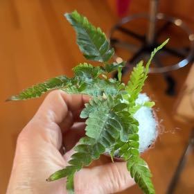 Photo of the plant species Marginal Woodfern by @PremiumKale93 named Surya on Greg, the plant care app