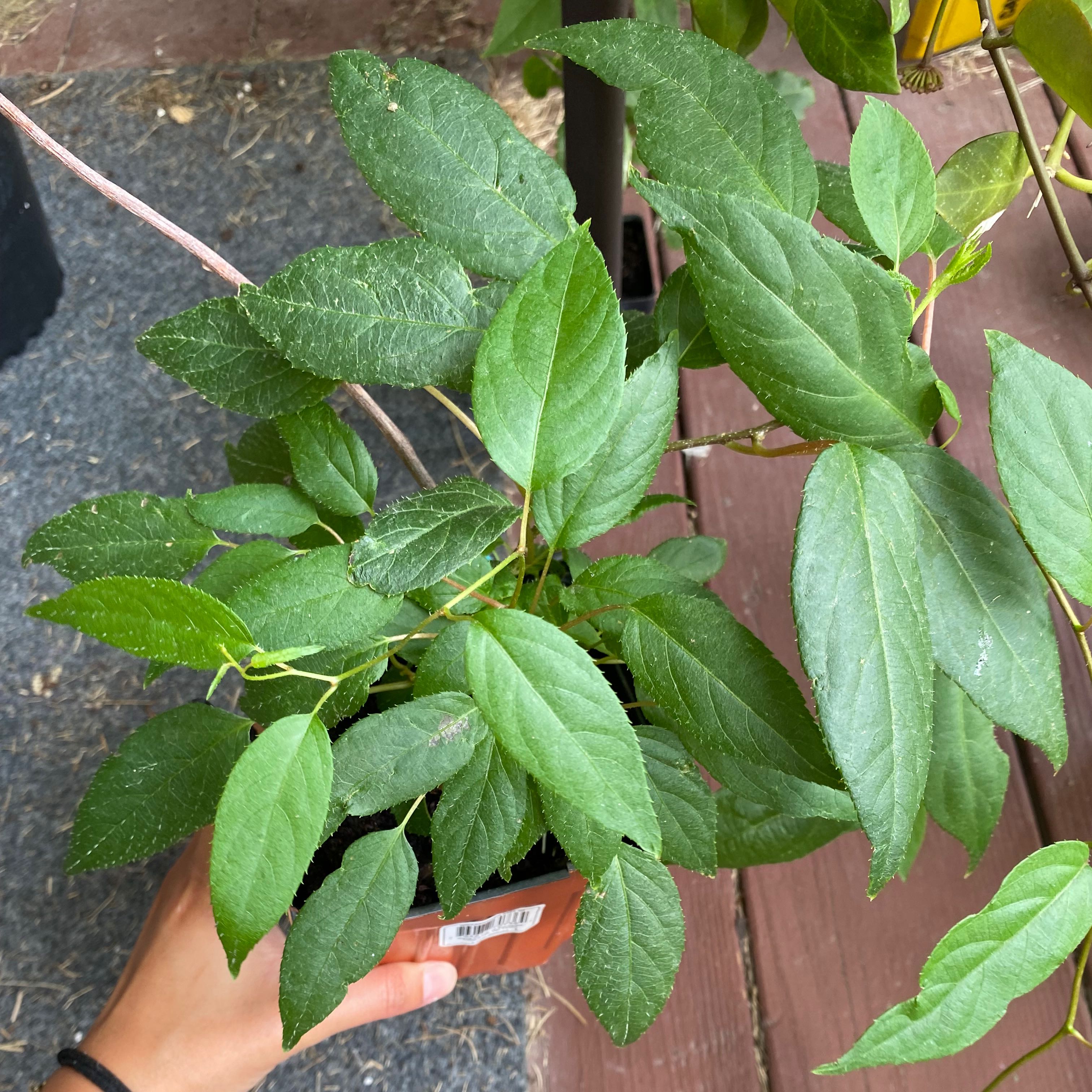Photo of the plant species Hardy kiwi by @MerryScotchmoss named Anna KiwiBerry on Greg, the plant care app