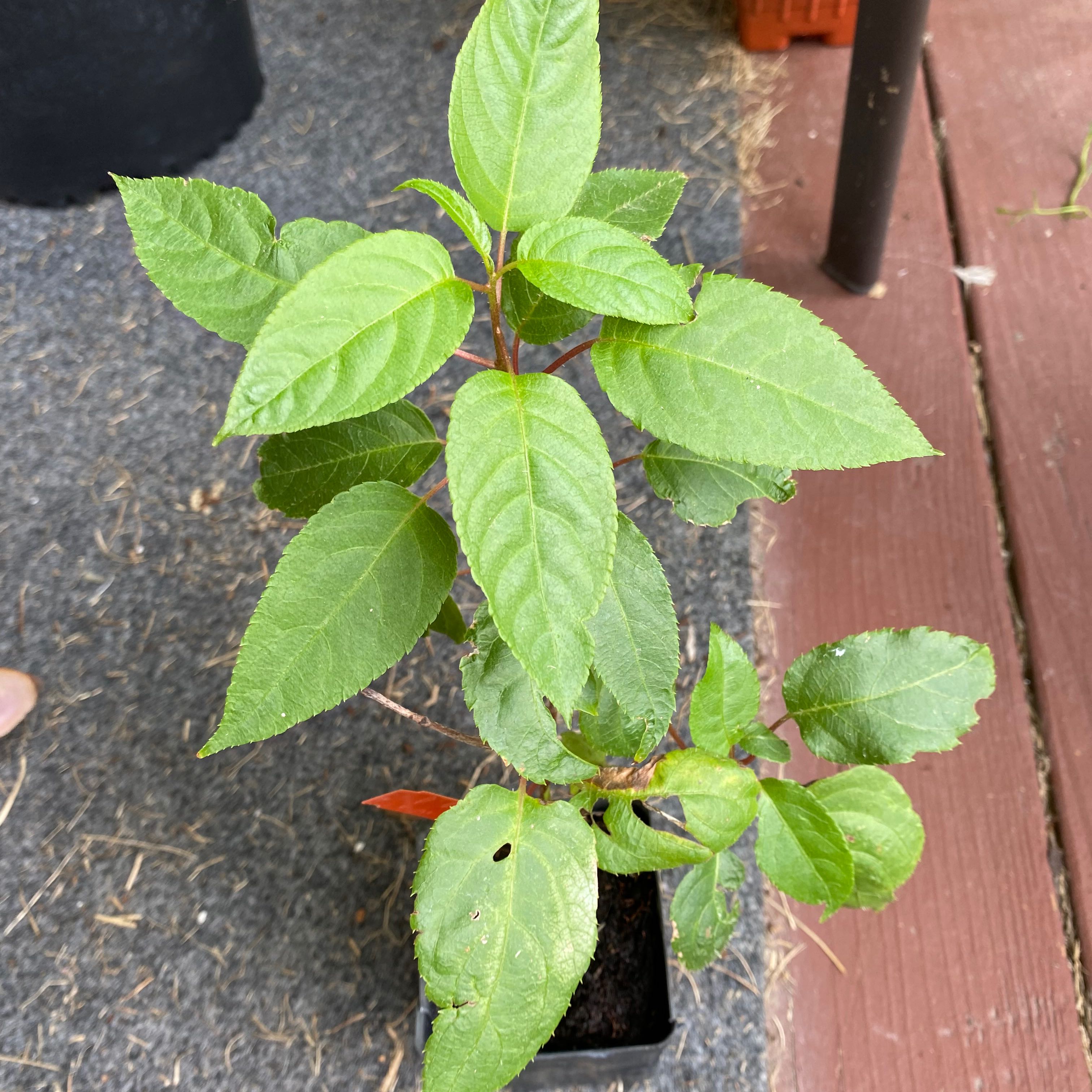 Photo of the plant species Hardy kiwi by @MerryScotchmoss named Fairchild KiwiBerry on Greg, the plant care app