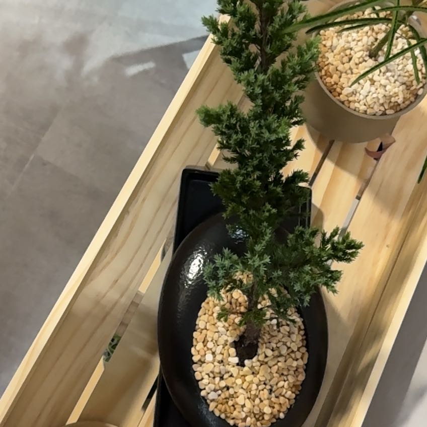 Photo of the plant species Japanese Red Pine by @PrimoJiaogulan named Achilles on Greg, the plant care app