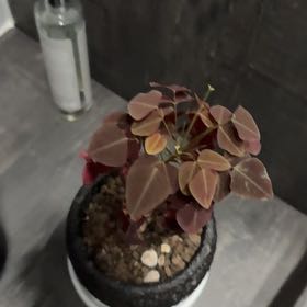 Photo of the plant species Rubra Oxalis by @PrimoJiaogulan named Darwin on Greg, the plant care app