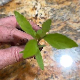 Photo of the plant species Tropic Croton by @ZestyBostonfern named Sage on Greg, the plant care app