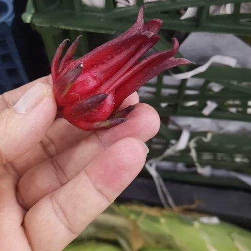 Photo of the plant species Roselle by @FieryPegaropa81 named da Vinci on Greg, the plant care app