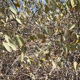 Photo of the plant species Lagunaria by @PeakPileamojito named Girlfrond on Greg, the plant care app