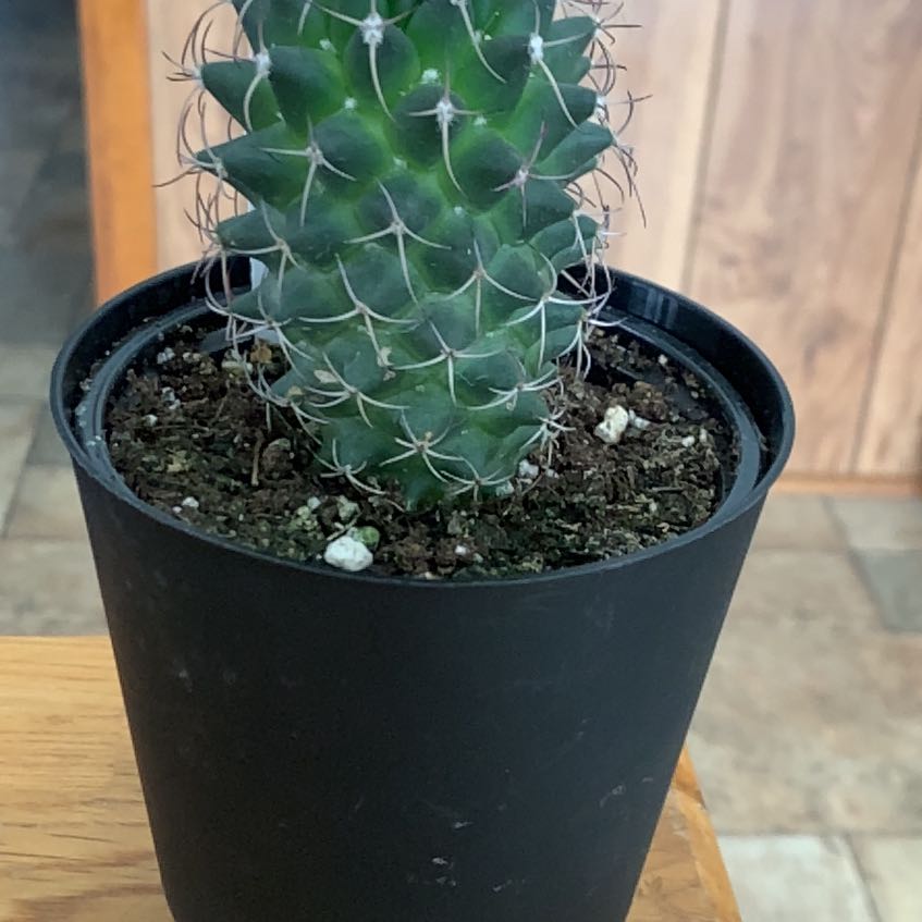 Photo of the plant species Cactus by @TastefulTaraire named Oscar on Greg, the plant care app