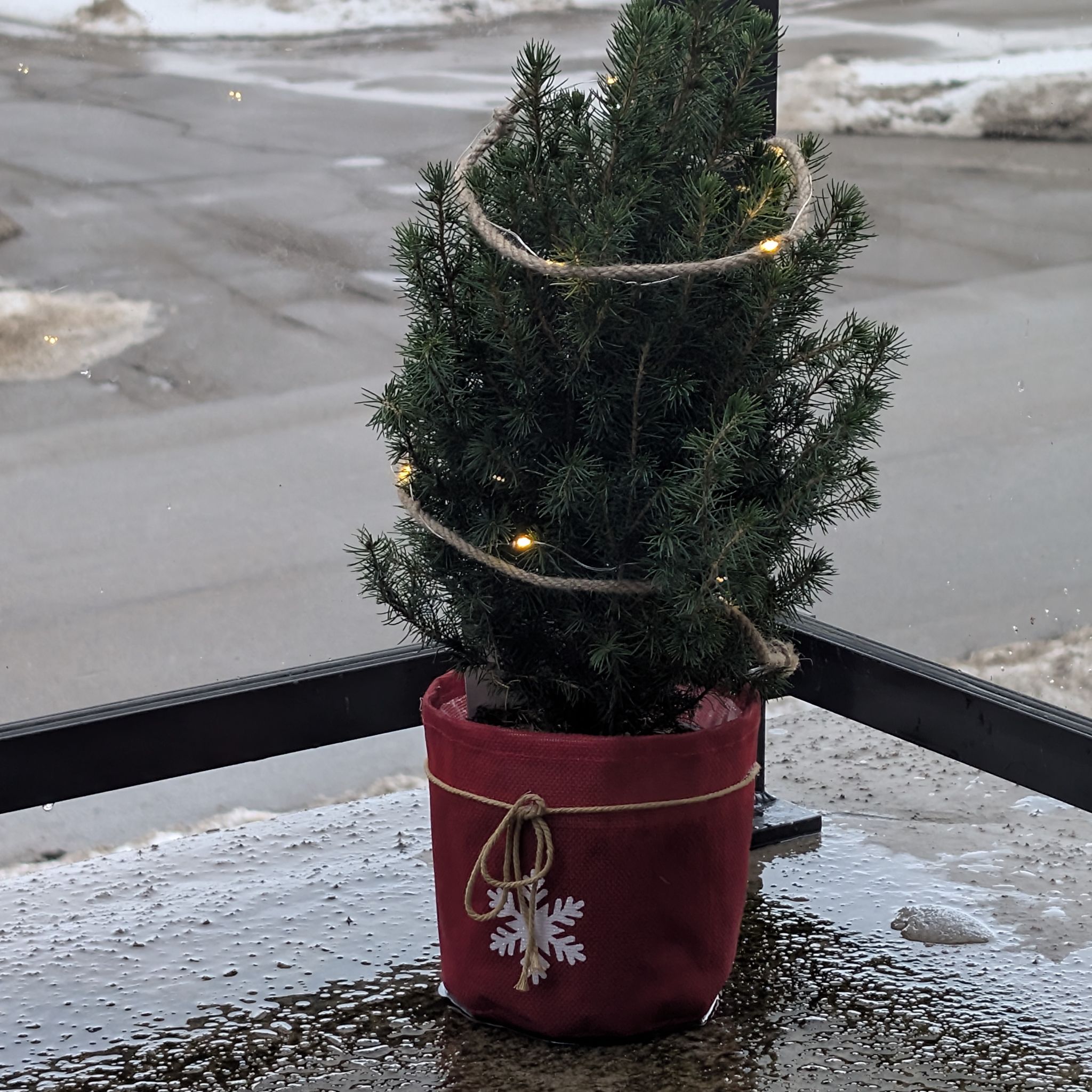 Photo of the plant species Dwarf Alberta Spruce by @ValidWoodmelick named Spruce Goose on Greg, the plant care app