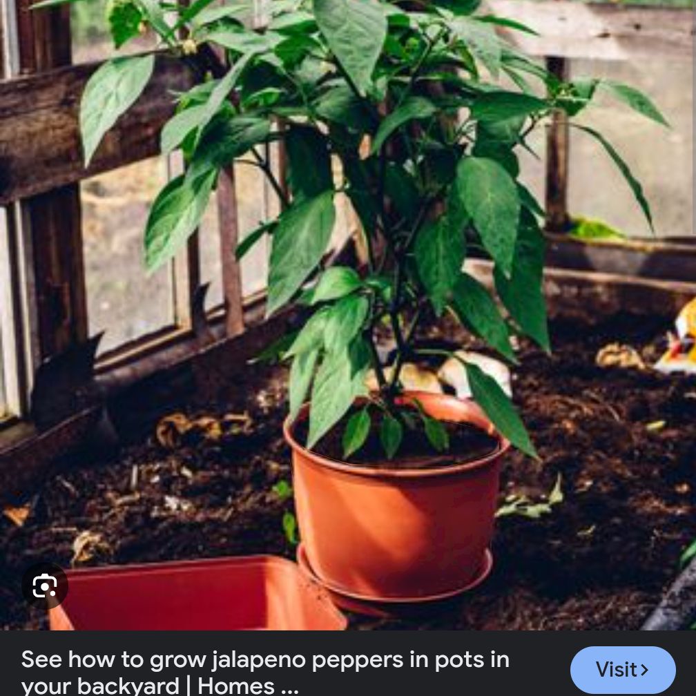 Photo of the plant species Red Thai Plant by @ValidWoodmelick named Fernie Saunders on Greg, the plant care app