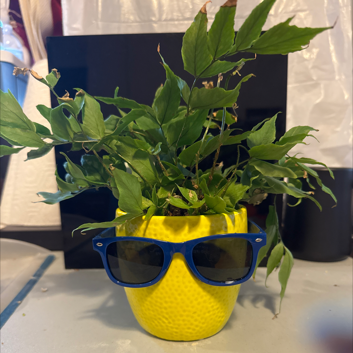Photo of the plant species House Holly-Fern by @HighestEllisia named Leaf Erickson on Greg, the plant care app