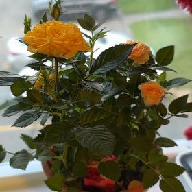 Photo of the plant species Miniature Rose by @HighestEllisia named Terra Minnie on Greg, the plant care app