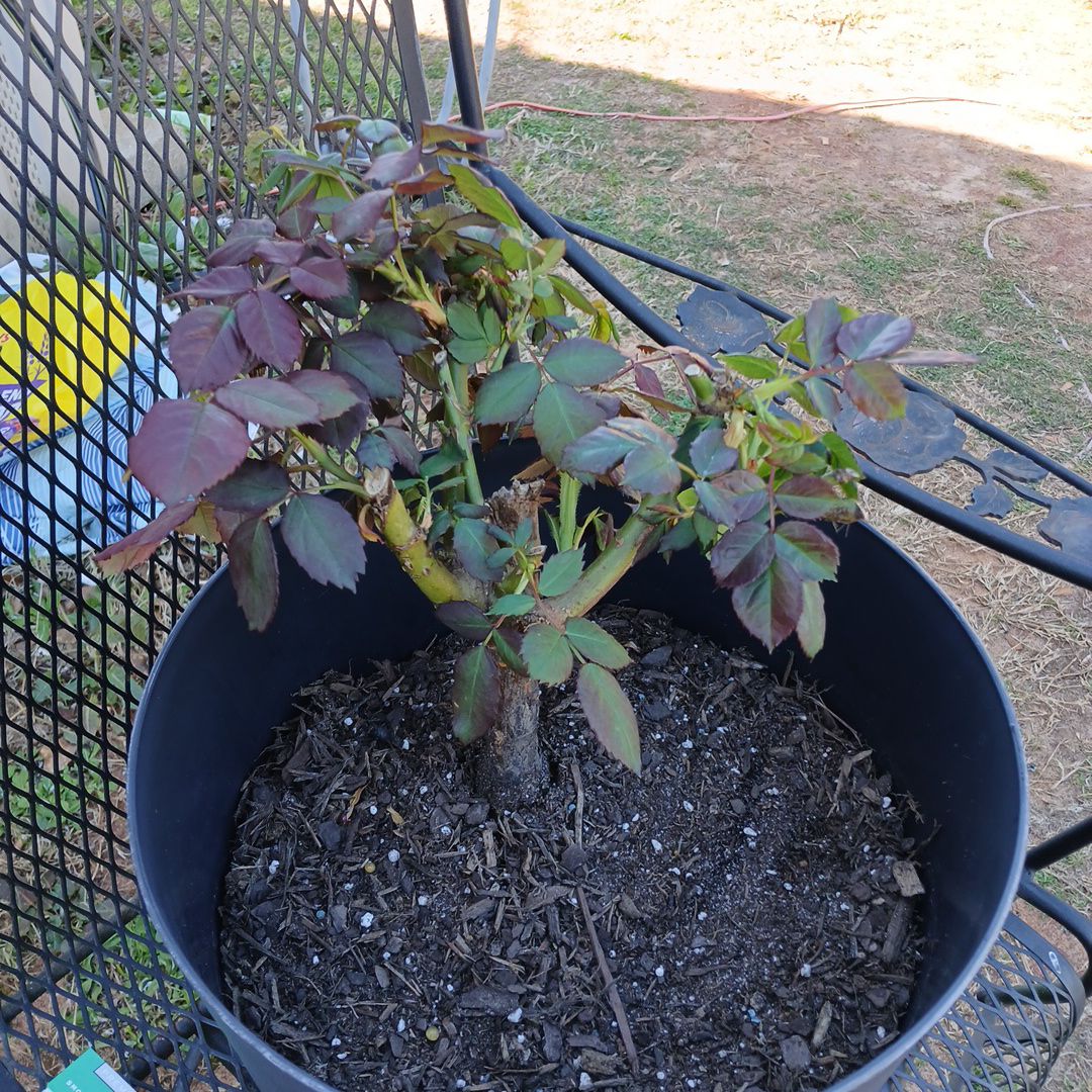 Photo of the plant species Blue Hybrid Tea Rose by @ZarfLavender26 named Blue Moon on Greg, the plant care app